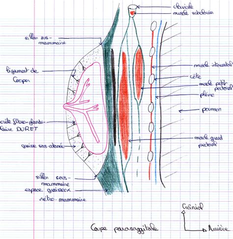 Anatomie Du Glande Mammaire Et Sein Cours De Medecine