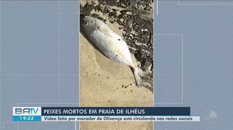 Peixes Mortos S O Encontrados Em Praia De Ilh Us No Sul Da Bahia