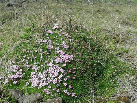 Alaska Wildflowers and other Plants during Focus On Nature Tours