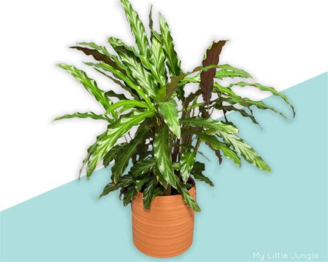 Gardening Plants Craft Supplies Tools Calathea Rufibarba Etna Pe