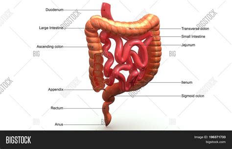 Transverse Mesocolon