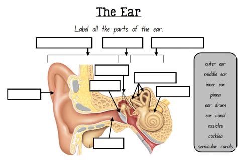 Sounds (The Ear) worksheet | Homeschool science, Ear parts, Teaching ...