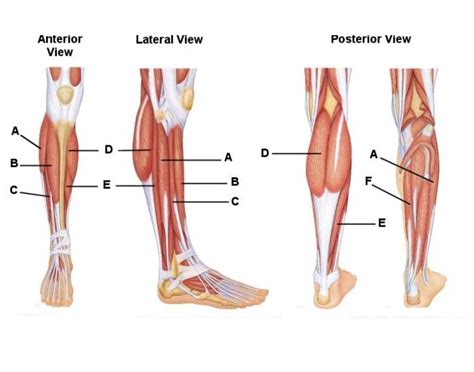 Lower Leg Muscles Diagram Quizlet