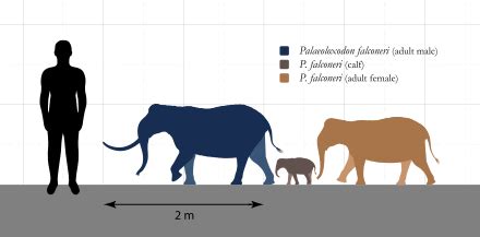 Palaeoloxodon falconeri - Wikipedia