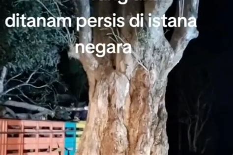 Begini Penampakan Pohon Pule Yang Akan Ditanam Di Depan Istana Negara Ikn Diperkirakan Capai Rp