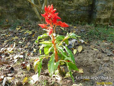 Medicinal Plants Celosia Argentea Quail Grass Silver Spiked Cockcomb Safed Murga