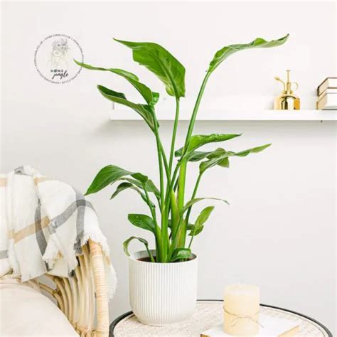 Strelitzia Nicolai Baumstrelitzie Hohe Exotische Pflanze Onlineshop