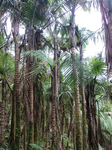 Palm Trees Tropical Free Photo On Pixabay Pixabay