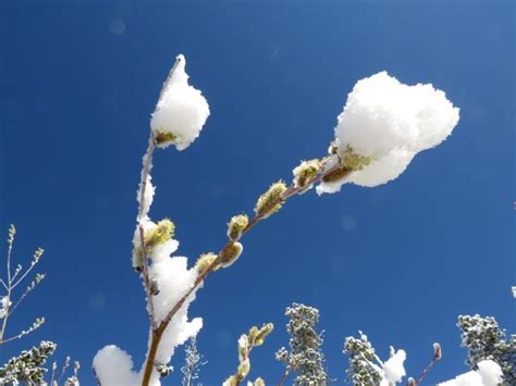 2 Snow And Pussy Willows Wilderness Dweller