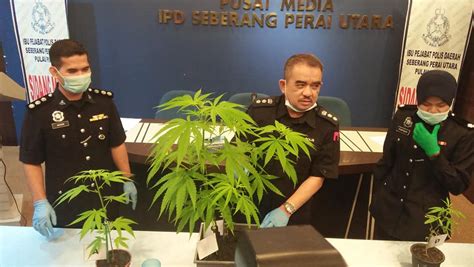 Suami Isteri Ditahan Aktif Tanam Pokok Ganja Semasa Pkp Belajar