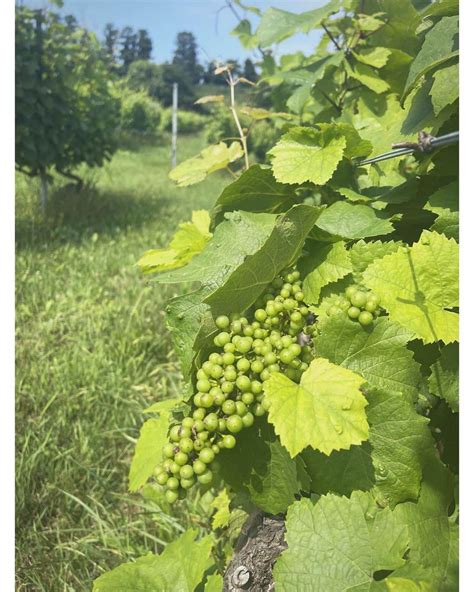 佐々木希さんのインスタグラム写真 佐々木希instagram「前になりますが、夏の思い出🍇 憧れのナチュラルワインのワイナリー巡り