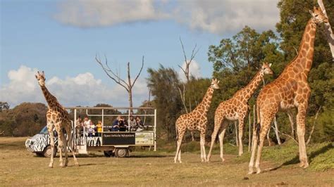 Werribee Zoo - tickets, prices, safari bus, animals, meet the keepers