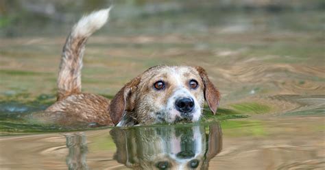 Wasserrute Beim Hund Ursachen Symptome Behandlung