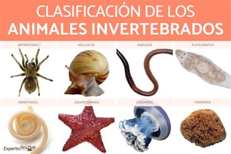 ClasificaciÓn De Los Animales Invertebrados