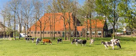 Panorama Of Cows In Front Of A Typical Dutch Farm In Noordoostpolder