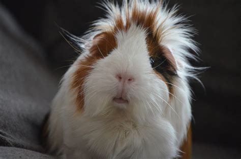 Do Guinea Pigs Have Tails? - Clever Pet Owners