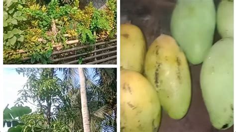 Panen Buah Mangga Golek Dibelakang Rumah Abah Matang Dipohon