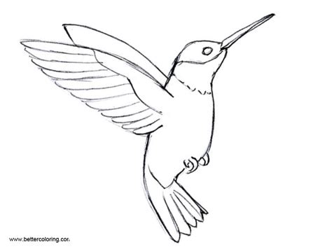 Flying Hummingbird Coloirng Pages - Free Printable Coloring Pages