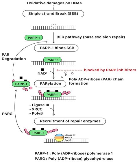 Parp Inhibitors In Epithelial Ovarian Cancers Encyclopedia Mdpi