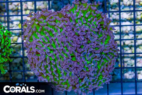 Branching Hammer Australia Neon Stems Purple Tips Heads Corals