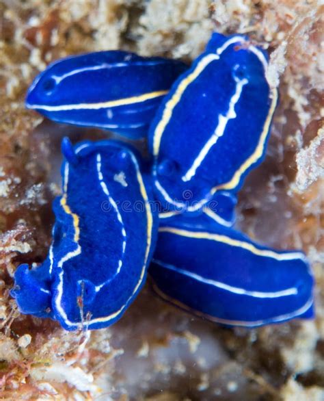 Nudibranchs in Their Habitat Stock Image - Image of environment ...