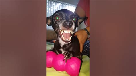 Chihuahua Growling 2 Youtube