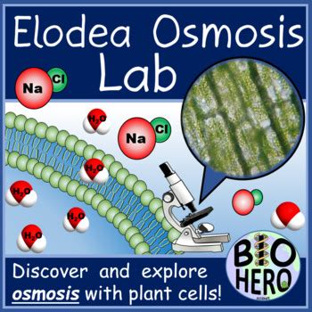 Elodea Osmosis Lab by BioHero | Teachers Pay Teachers