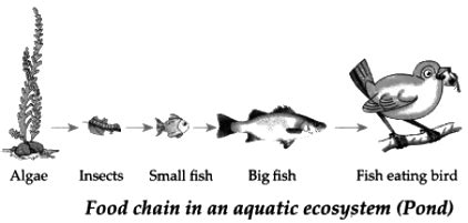 Explain the diagram Food chain in an aquatic ecosystem (Pond ...