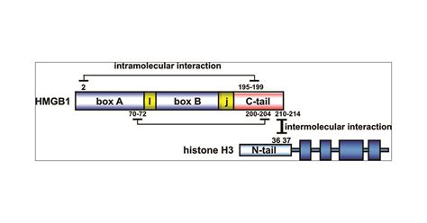 Distinct Domains In Hmgb1 Are Involved In Specific Intramolecular And