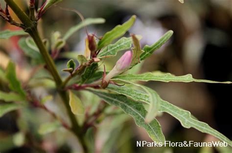 Nparks Pseuderanthemum Sinuatum