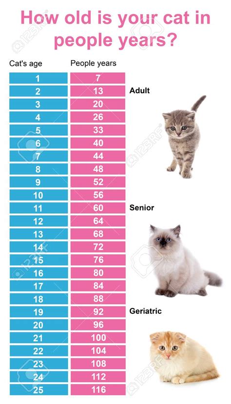 Domestic Cat Weight Chart By Age