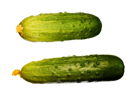 Pepino En Blanco Aislado PNG Dibujos Crudo Pepino Solo Frescura PNG