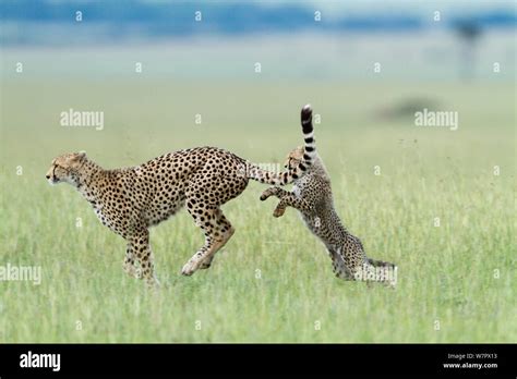 Cheetah Acinonyx Jubatus Mother And Cub Playing Masai Mara Game