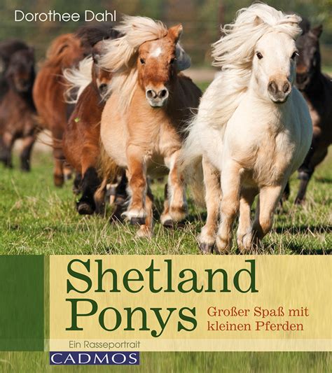 Shetlandponys Rasse Porträts Pferde CADMOS Shop