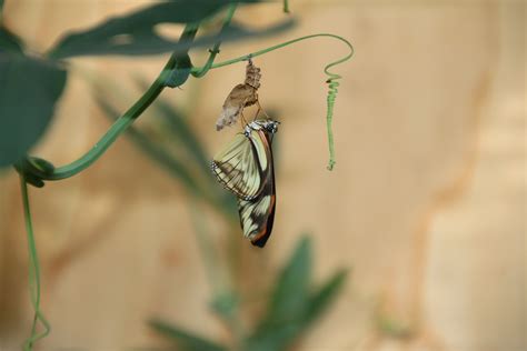 Free Images Nature Branch Leaf Flower Green Insect Botany