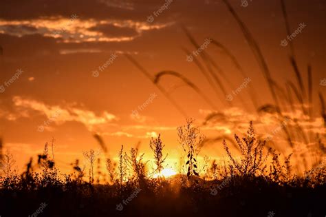 Silhueta De Flores Do Campo Ao Pôr Do Sol Foto Premium