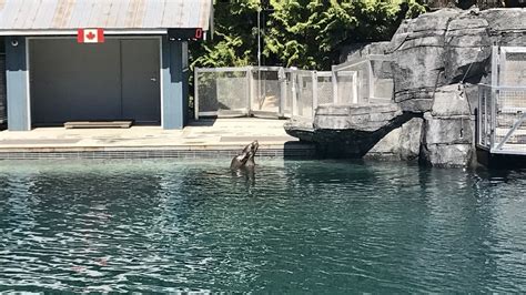 Inside Vancouver Aquariums New Stellers Bay Sea Lion Exhibit News