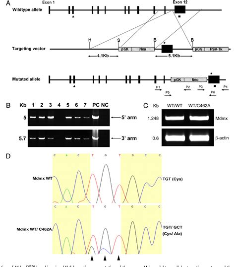 Mdm Mdmx Inhibitor Alrn Semantic Scholar