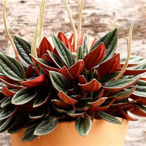 Peperomia Rosso Radiator Plant Terrarium Care Guide Terrarium