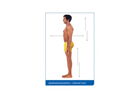 lateral view diagram quizlet