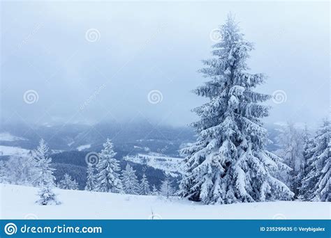 Spruce Tree Forest Covered By Snow In Winter Landscape Stock Image