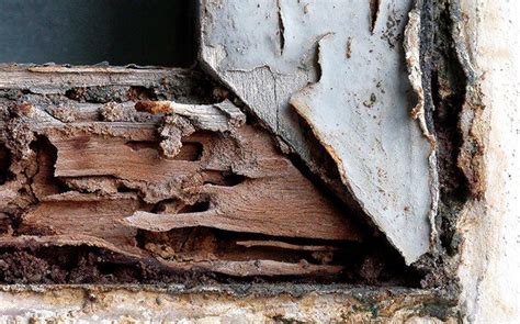 Termites When Are South Carolina Homes At Risk For Termites