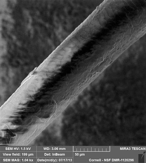 Human Eyelash | Micro photography, Scanning electron microscope ...