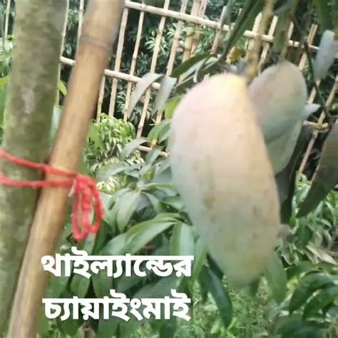 ফল সহ চ্যায়াইংমাই বড় সাইজের আম গাছ পেতে যোগাযোগ করুন রাফিয়া