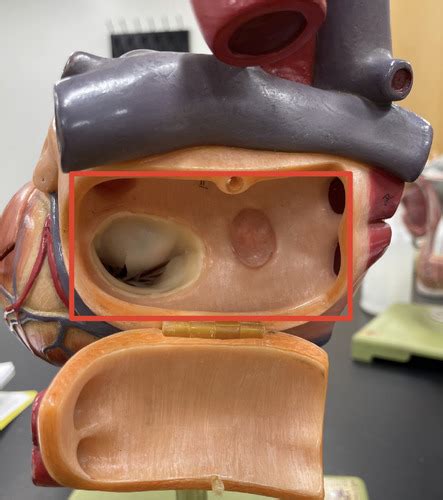 Bio 202 Lab Heart Model Flashcards Quizlet