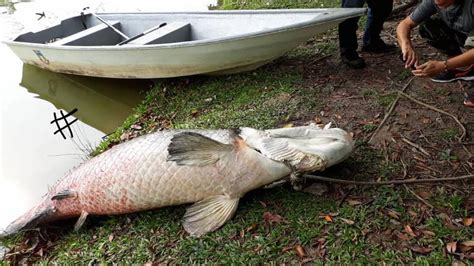 Ikan Gergasi Arapaima Ditemui Mati Di Tasik Bukit Padang