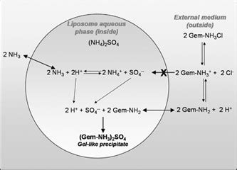 A Schematic Representation Of The Encapsulation Of Gemcitabine In