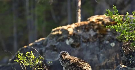 Unterwegs im größten Seegebiet Finnlands Reise RHEINPFALZ