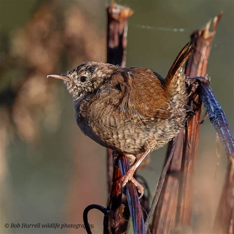 Wren Lunt Meadows Bob Hurrell Wildlife Flickr