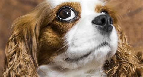 Cavalier King Charles Spaniel Dog Breeds - Pros | Cons - Dog Dwell